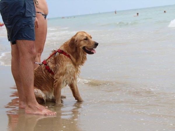 ISLAMORADA - Dog Beach  - foto 42276.jpg