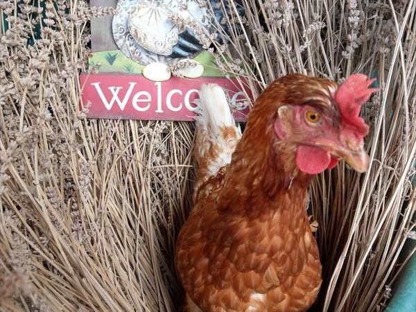 Agriturismo La Fontaccia - foto 42304.jpg