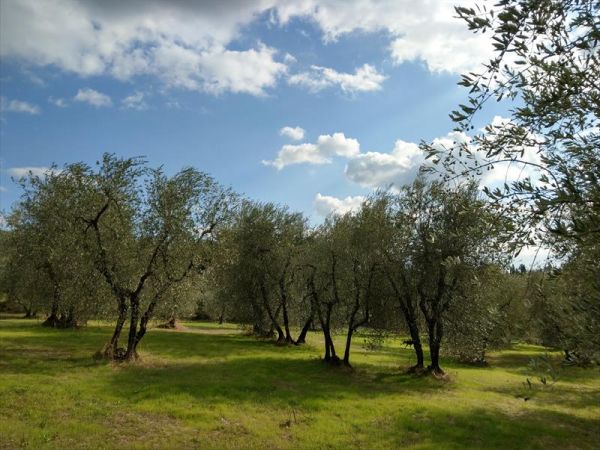 Agriturismo La Fontaccia - foto 42305.jpg