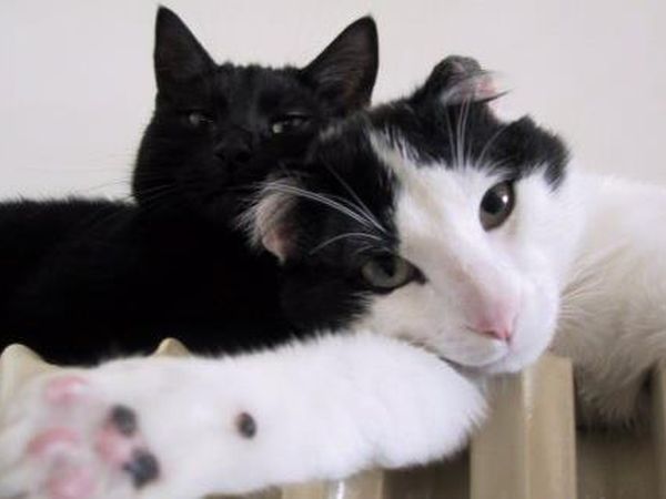 Hotel  Fior di Loto - foto 42381.jpg