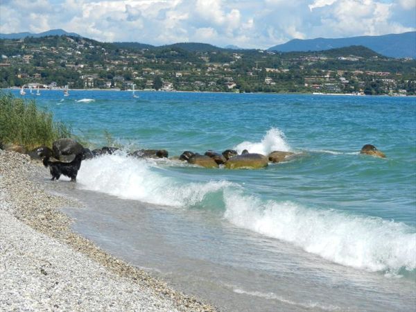 Club del Sole Desenzano Lake Village - foto 42654.jpg