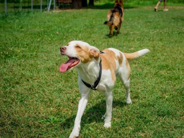 Altanea Green Camping - foto 42678.jpg