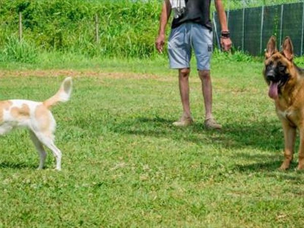 Altanea Green Camping - foto 42679.jpg