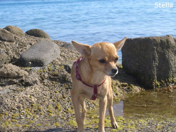 In Vacanza con Fido Appartamenti - foto 42698.jpg