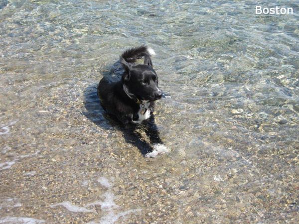 In Vacanza con Fido Appartamenti - foto 42701.jpg