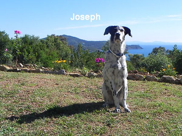 In Vacanza con Fido Appartamenti - foto 42727.jpg