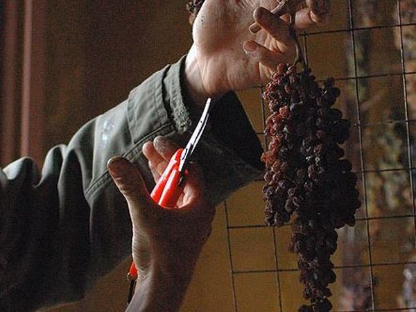 Azienda Agricola Frascole - foto 42843.jpg