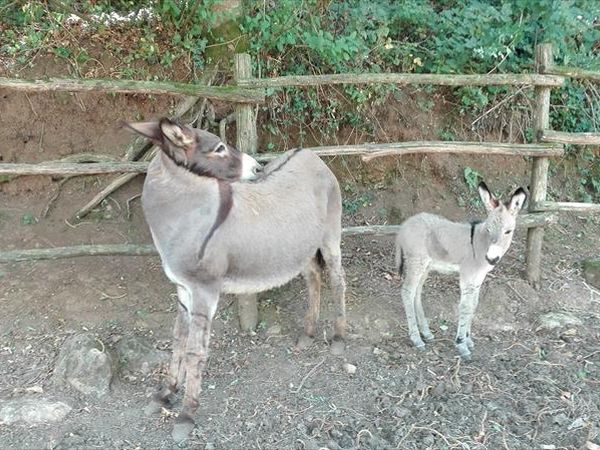 L�Oca Bianca  - foto 43160.jpg