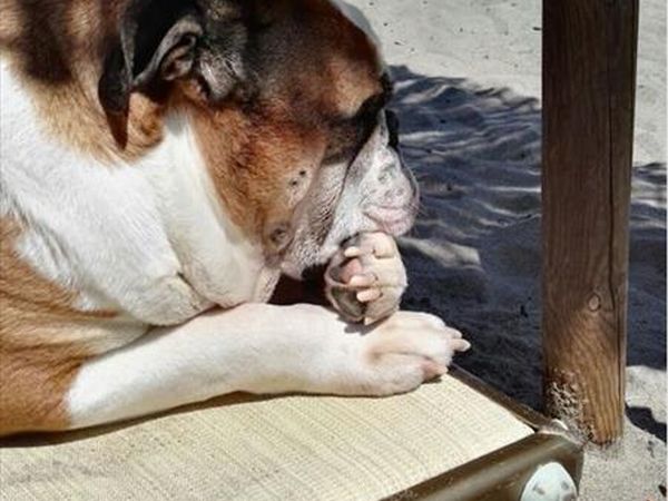 Spiaggia Pascia Glam Beach  - foto 43189.jpg