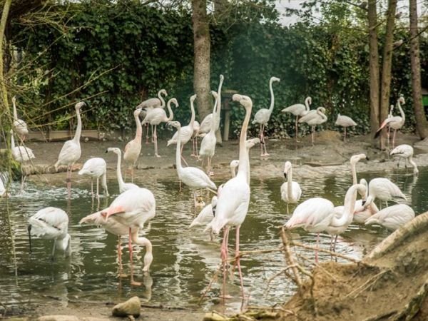 La Campaza - foto 43197.jpg