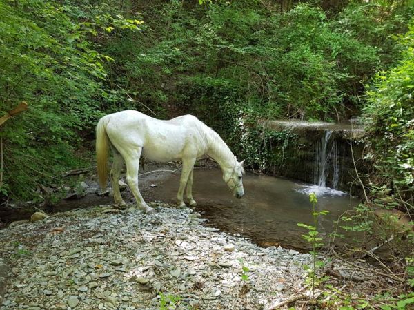  Fattoria la Germana - foto 43429.jpg