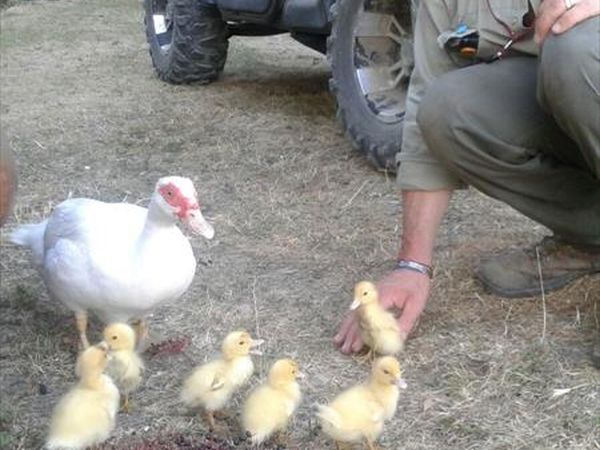  Fattoria la Germana - foto 43432.jpg