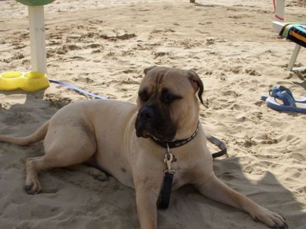 Bagno 80 Vida Loca Beach - foto 43477.jpg