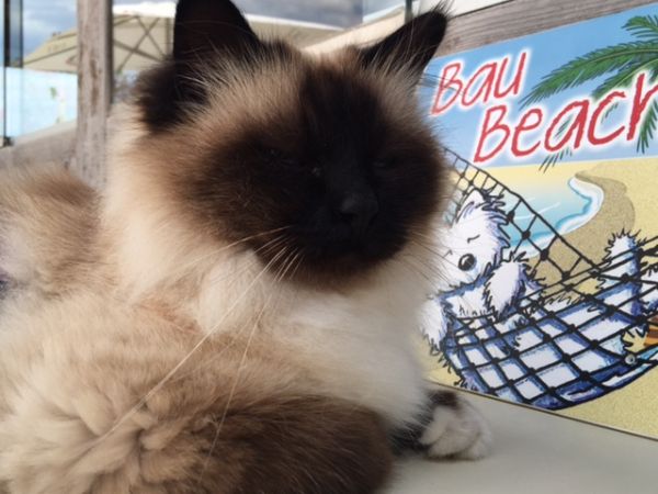 Maremoto Beach - Villaggio Bagni 14 e 15  - foto 43512.jpg