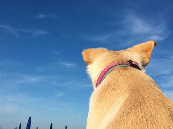 Bagno Trocadero  - foto 43663.jpg