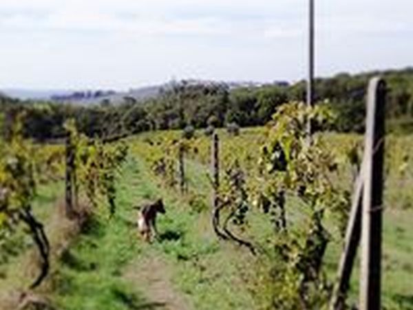 Az. Agricola Torre Bianca - foto 43807.jpg