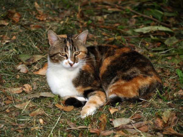 Agriturismo La Roverella - foto 43842.jpg