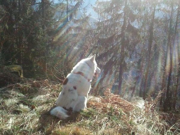 Albergo Diffuso Comeglians - foto 43851.jpg