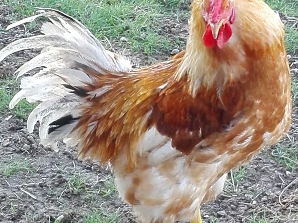 Fattoria di Rigone - foto 44101.jpg