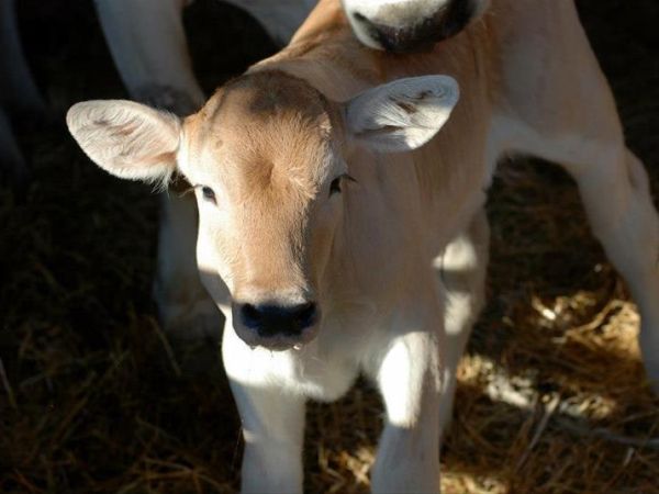 Agriturismo Borgo Spante - foto 44181.jpg