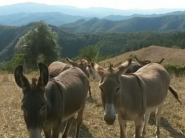 Agriturismo la Casaccia - foto 44220.jpg