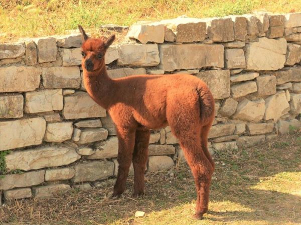 Agriturismo Beccafico - foto 44319.jpg