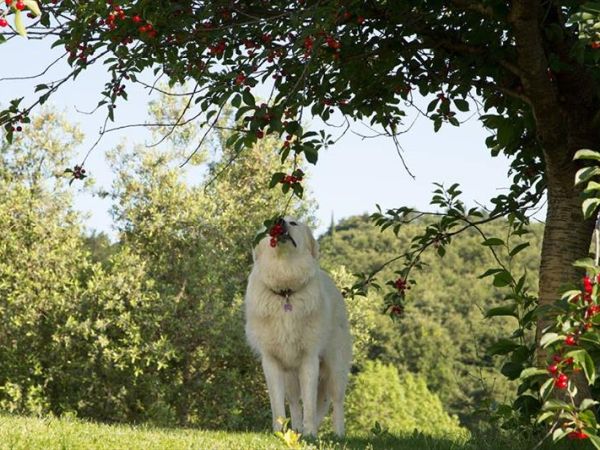 Azienda Agrituristica Le Chiuse - foto 44338.jpg