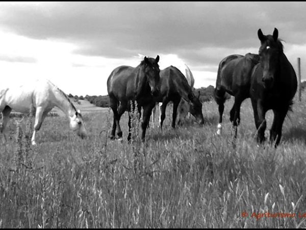 Azienda Agrituristica Le Chiuse - foto 44339.jpg