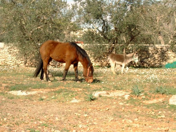 B&B Santa Venardia - foto 2213.jpg