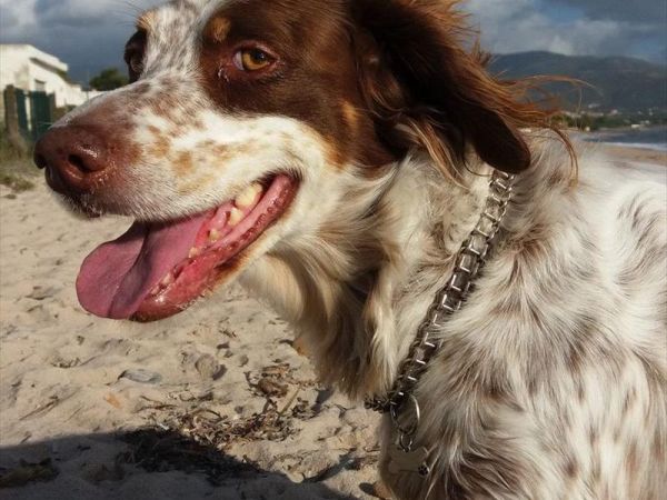 Hotel Costa Dorada - foto 44599.jpg