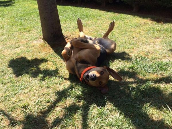 Villa Renzo e Villa Milli - foto 44824.jpg