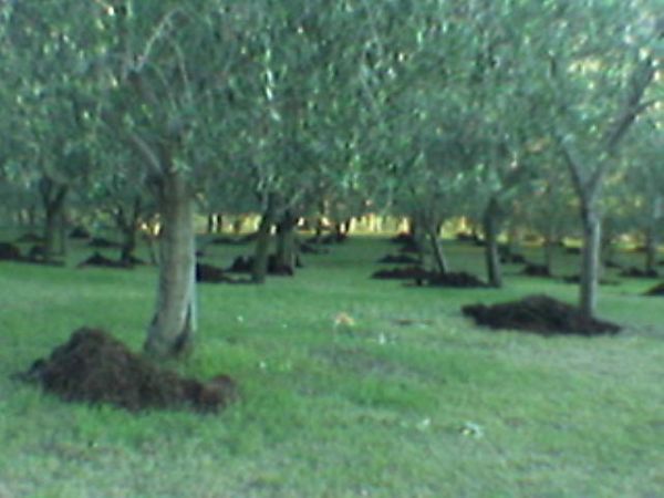 Villa Gabry - foto 45026.jpg
