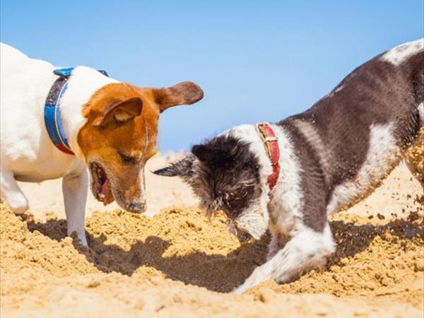 Villaggio Mare Verde - foto 45115.jpg