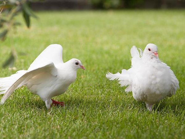 Agritur la Cort - foto 45261.jpg