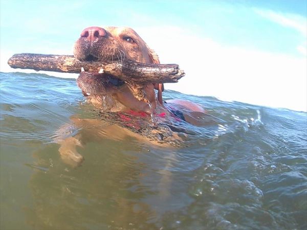 Rimini Dog No Problem - Bagno 81 Rimini - foto 46163.jpg