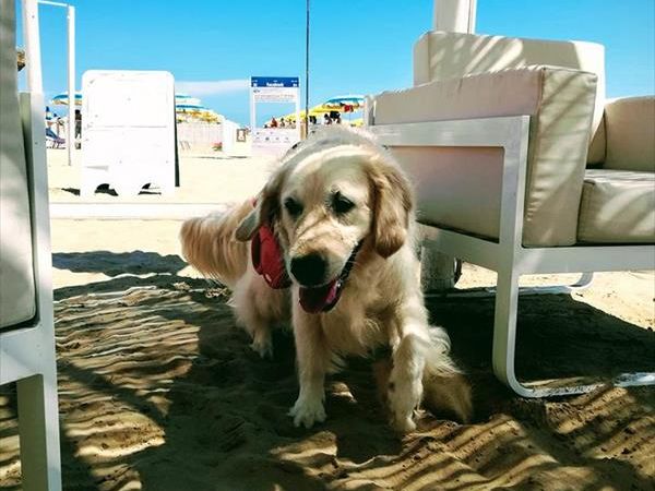 Rimini Dog No Problem - Bagno 81 Rimini - foto 46178.jpg