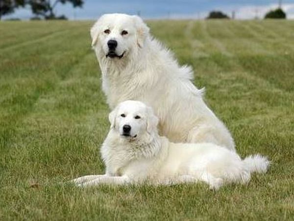 Spartan Maremma - foto 46324.jpg