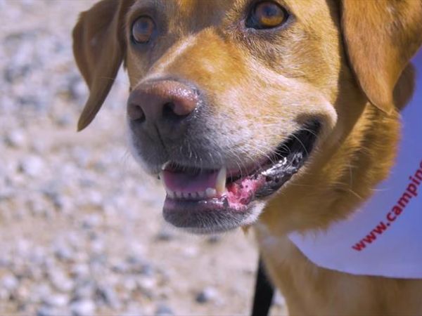 San Benedetto Camping Relais - foto 46778.jpg