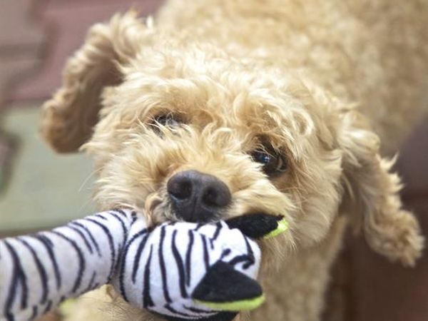 San Benedetto Camping Relais - foto 46780.jpg