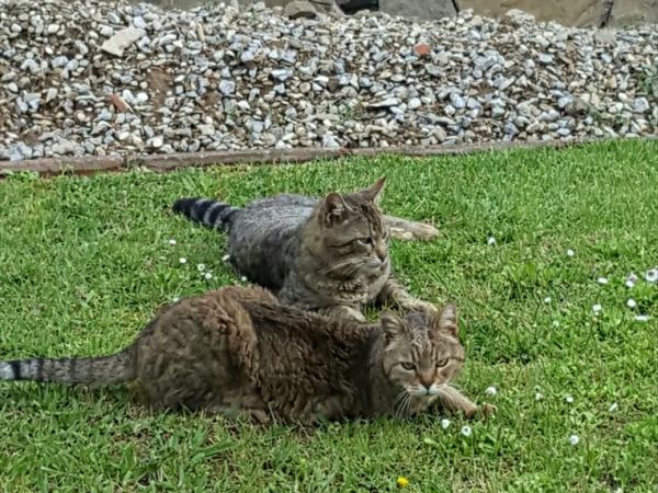 La Corte del Falco - foto 46837.jpg