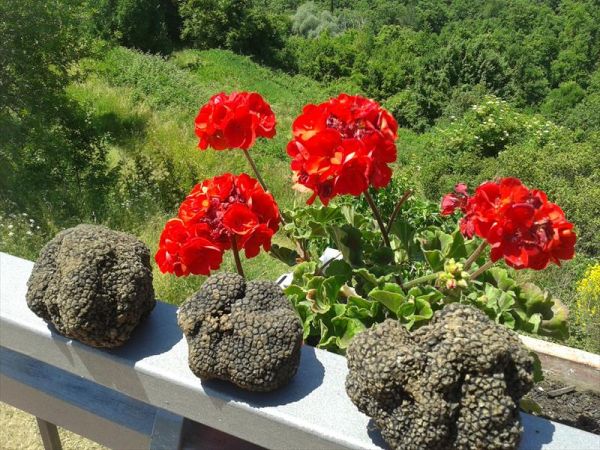 Agriturismo Borgo Spante - foto 46943.jpg