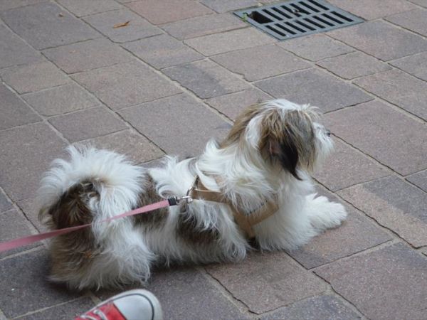 Ledro Service Tour - foto 47242.jpg