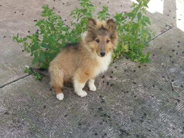 Villaggio Natura Camping Village Valle doro - foto 47492.jpg