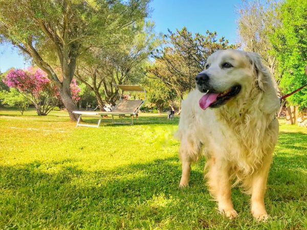 Case Vacanza Marina - Porto Rotondo  - foto 47561.jpg