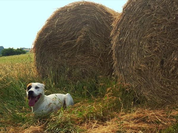 Agriturismo Antiche Dimore di Poggianto - foto 47732.jpg