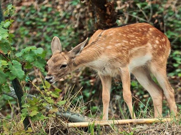 Agriturismo Antiche Dimore di Poggianto - foto 47738.jpg
