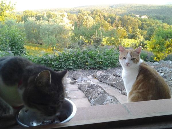 Agriturismo Villa Certano - foto 47761.jpg