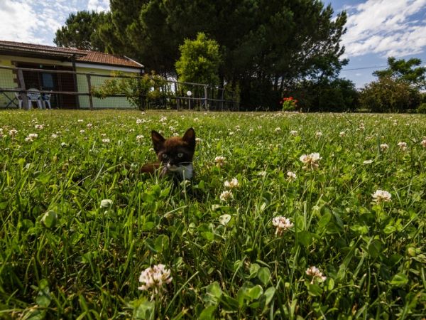 Agriturismo Corte alle Rose - foto 48010.jpg