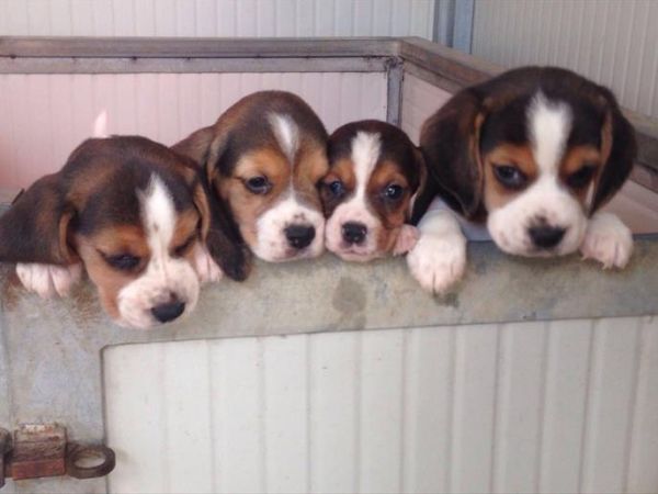 Centro Cinofilo Bau-House - foto 48196.jpg