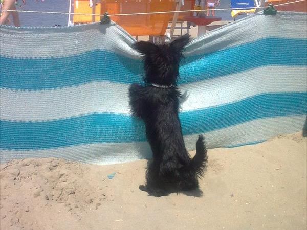 Dog Beach Corallo 45 - foto 48677.jpg